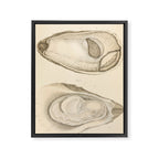 Oyster Anatomy Framed Canvas Print Gallery Image 6