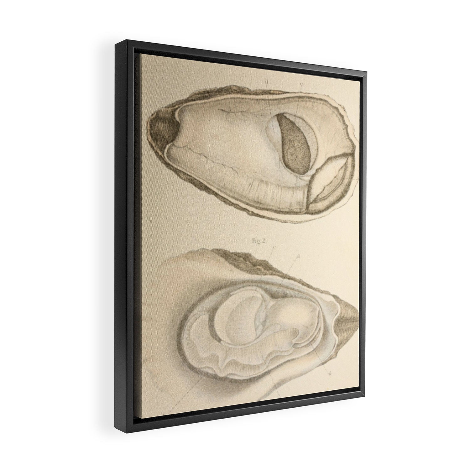 Oyster Anatomy Framed Canvas Print Gallery Image 2