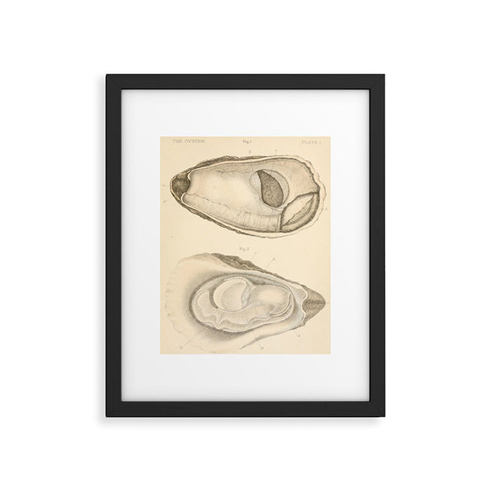 Oyster Anatomy Framed Art Print Gallery Image 1