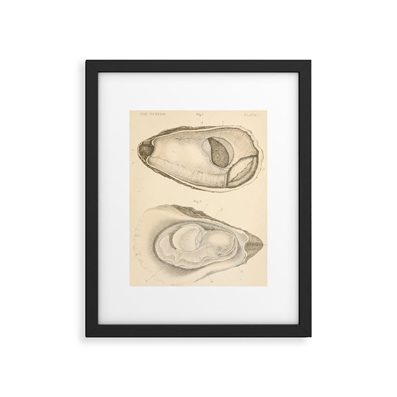Oyster Anatomy Framed Art Print Gallery Image 5