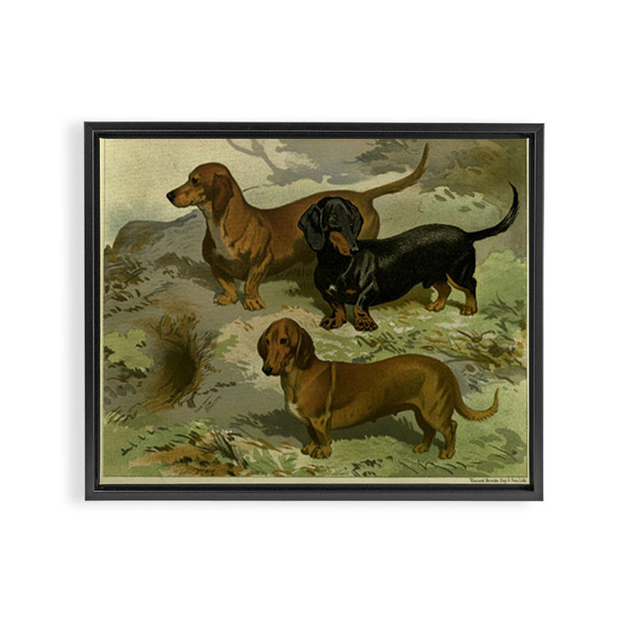 Vintage Dachshunds Framed Canvas Print Gallery Image 1