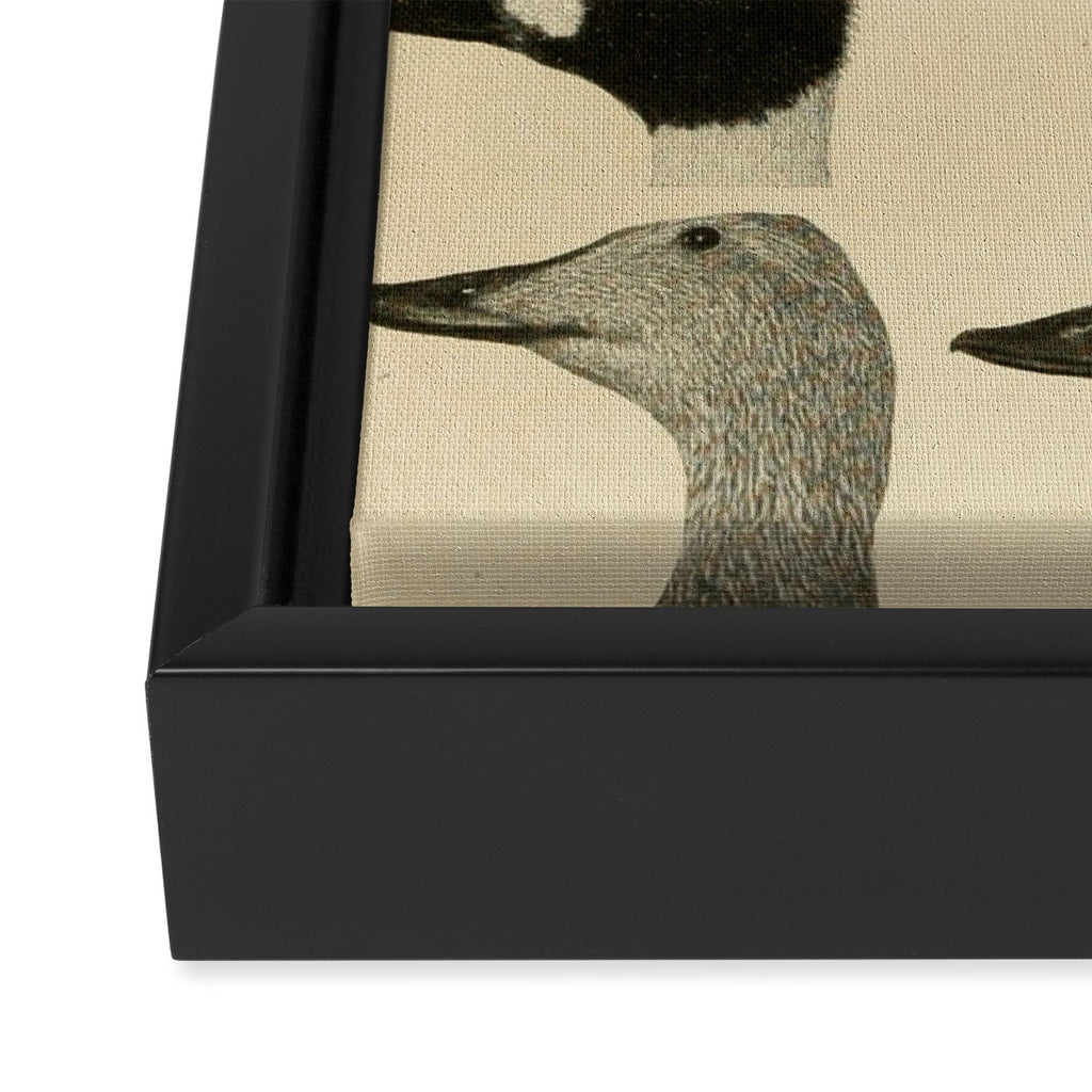 Vintage Duck Heads Framed Canvas Print Gallery Image 3