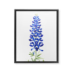 Texas bluebonnet in watercolor Framed Canvas Print Gallery Image 3