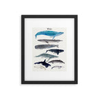 whales Framed Art Print Gallery Image 6