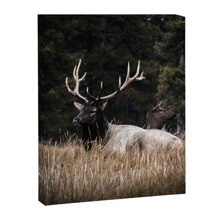 Two Elk in the Canadian Rocky Mountains Canvas Print Gallery Image 1