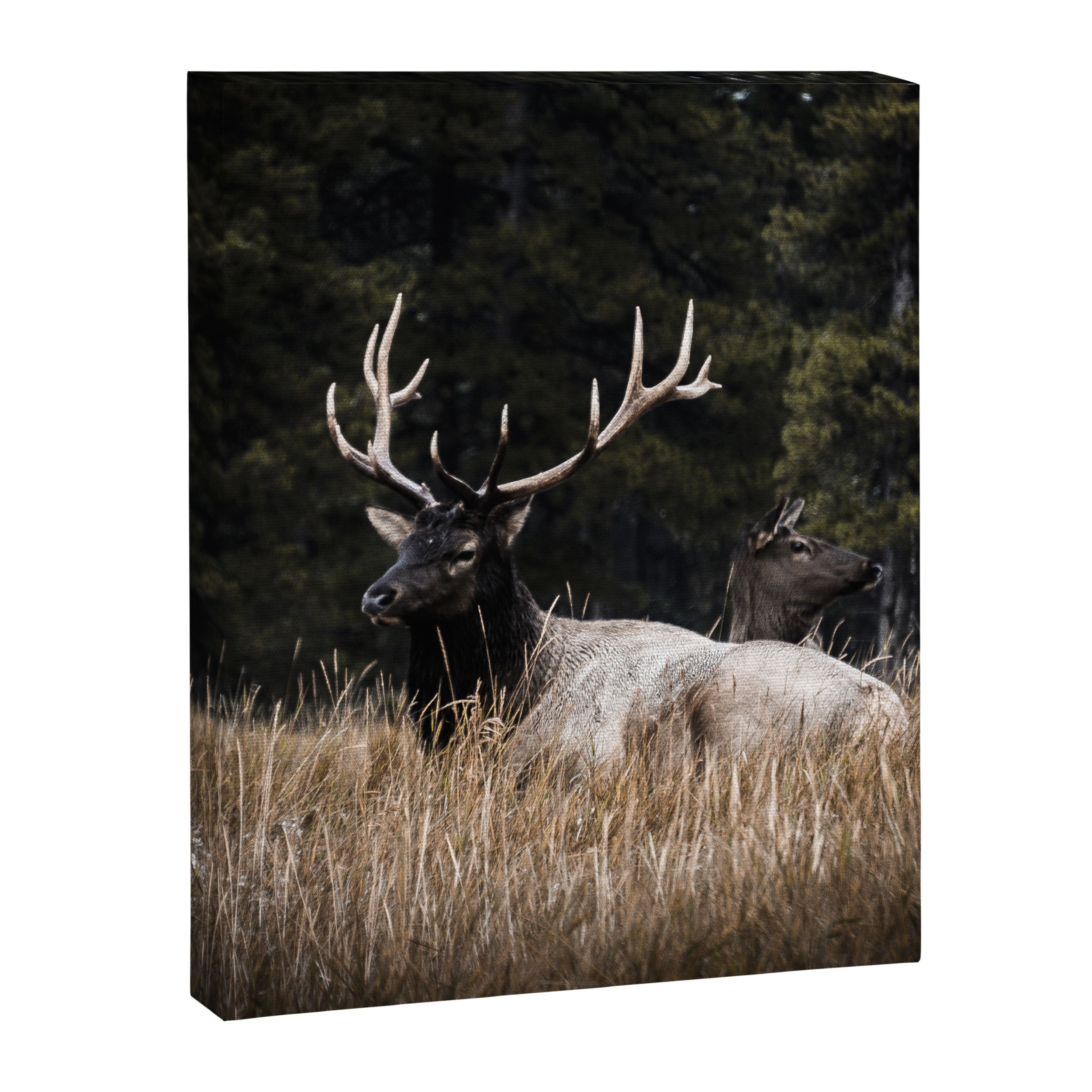 Two Elk in the Canadian Rocky Mountains Canvas Print Gallery Image 6