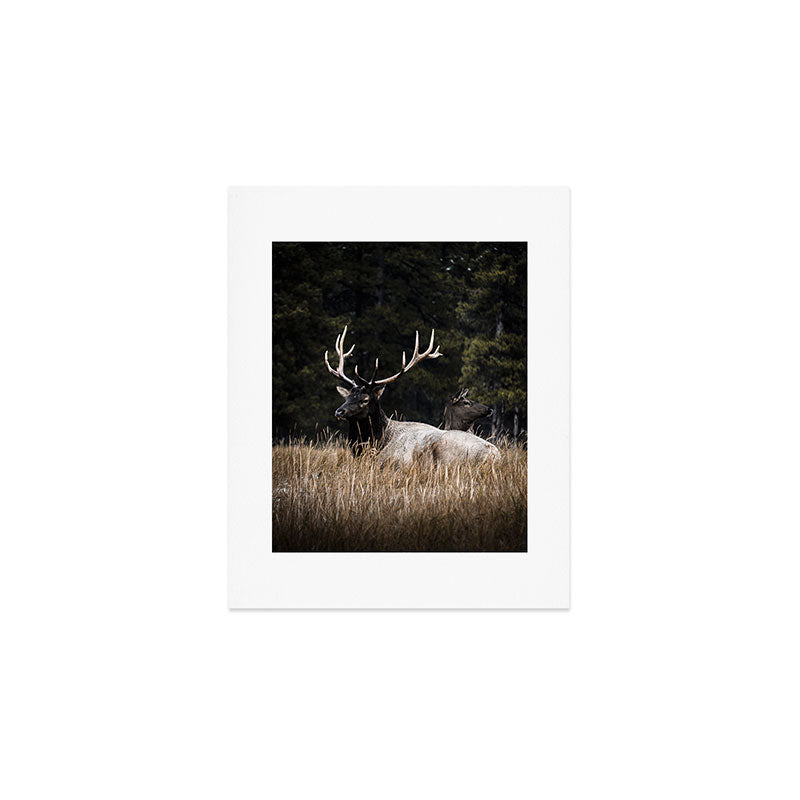 Two Elk in the Canadian Rocky Mountains Art Print Gallery Image 1