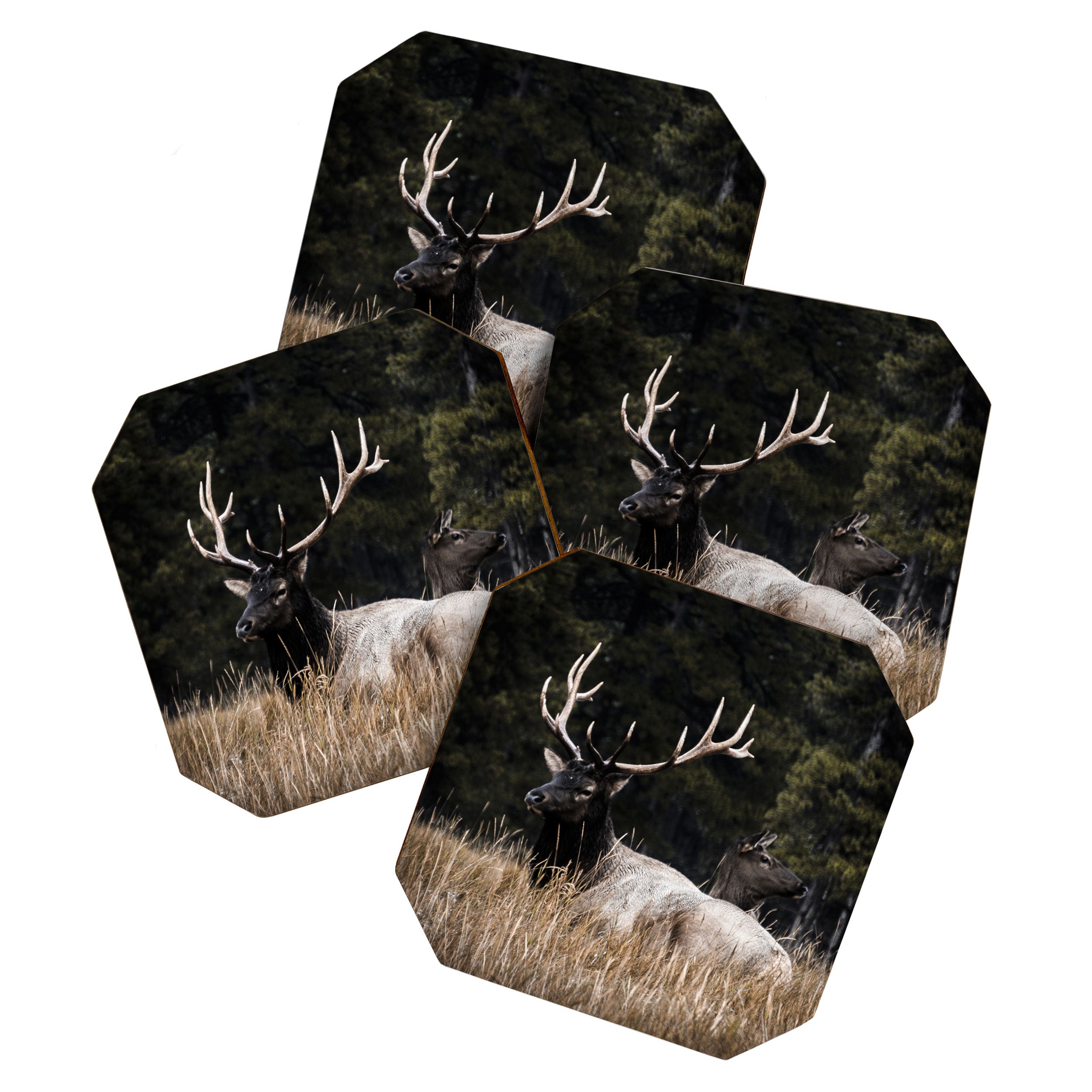Two Elk in the Canadian Rocky Mountains Coaster Gallery Image 1