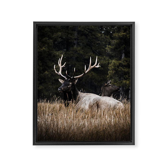 Two Elk in the Canadian Rocky Mountains Framed Canvas Print Gallery Image 1