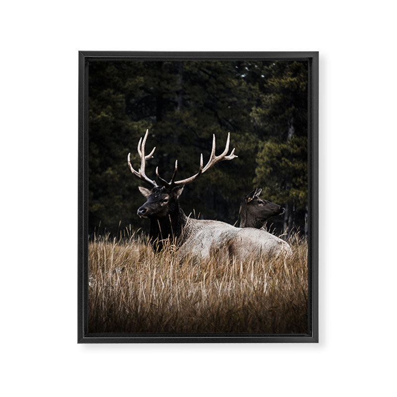 Two Elk in the Canadian Rocky Mountains Framed Canvas Print Gallery Image 6