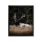 Two Elk in the Canadian Rocky Mountains Framed Canvas Print Gallery Image 6