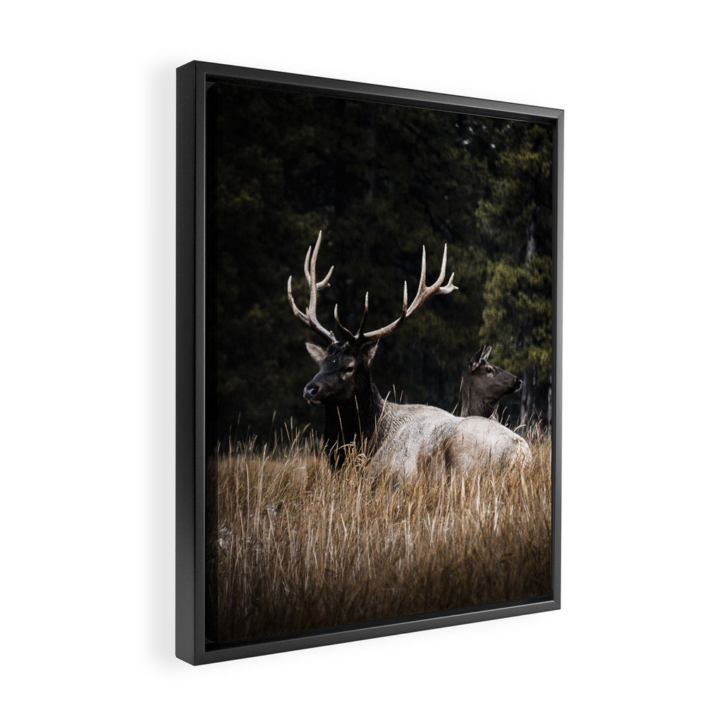 Two Elk in the Canadian Rocky Mountains Framed Canvas Print Gallery Image 2