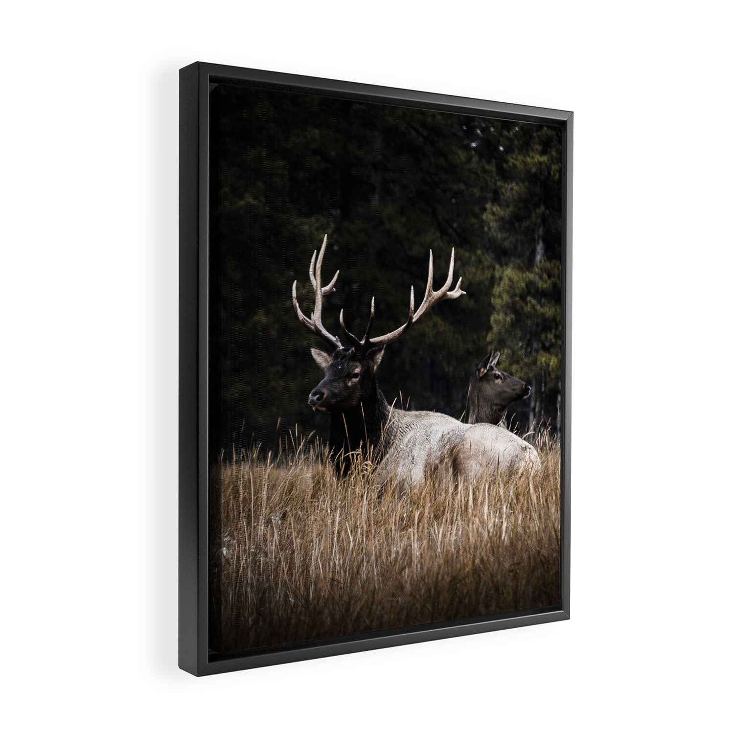 Two Elk in the Canadian Rocky Mountains Framed Canvas Print Gallery Image 2