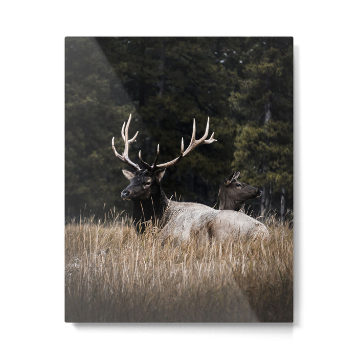 Two Elk in the Canadian Rocky Mountains Metal Print Gallery Image 1