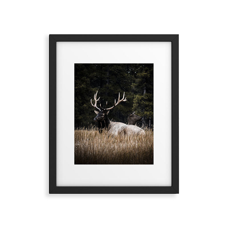Two Elk in the Canadian Rocky Mountains Framed Art Print Gallery Image 5
