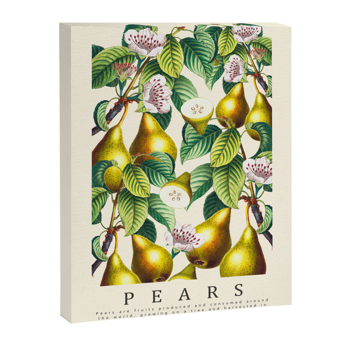 PEARS Canvas Print Gallery Image 1