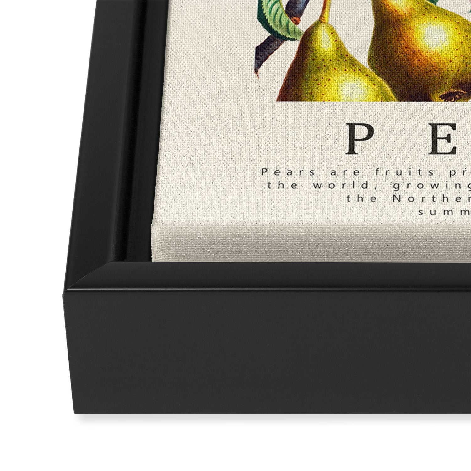 PEARS Framed Canvas Print Gallery Image 3
