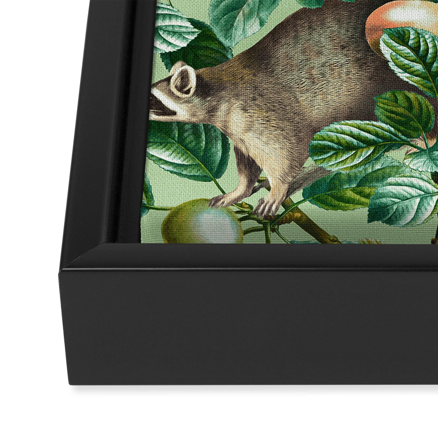RACCOON AND FRUITS Framed Canvas Print Gallery Image 3