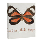 Butterfly - Cartea vitula ucayala Canvas Print Gallery Image 8
