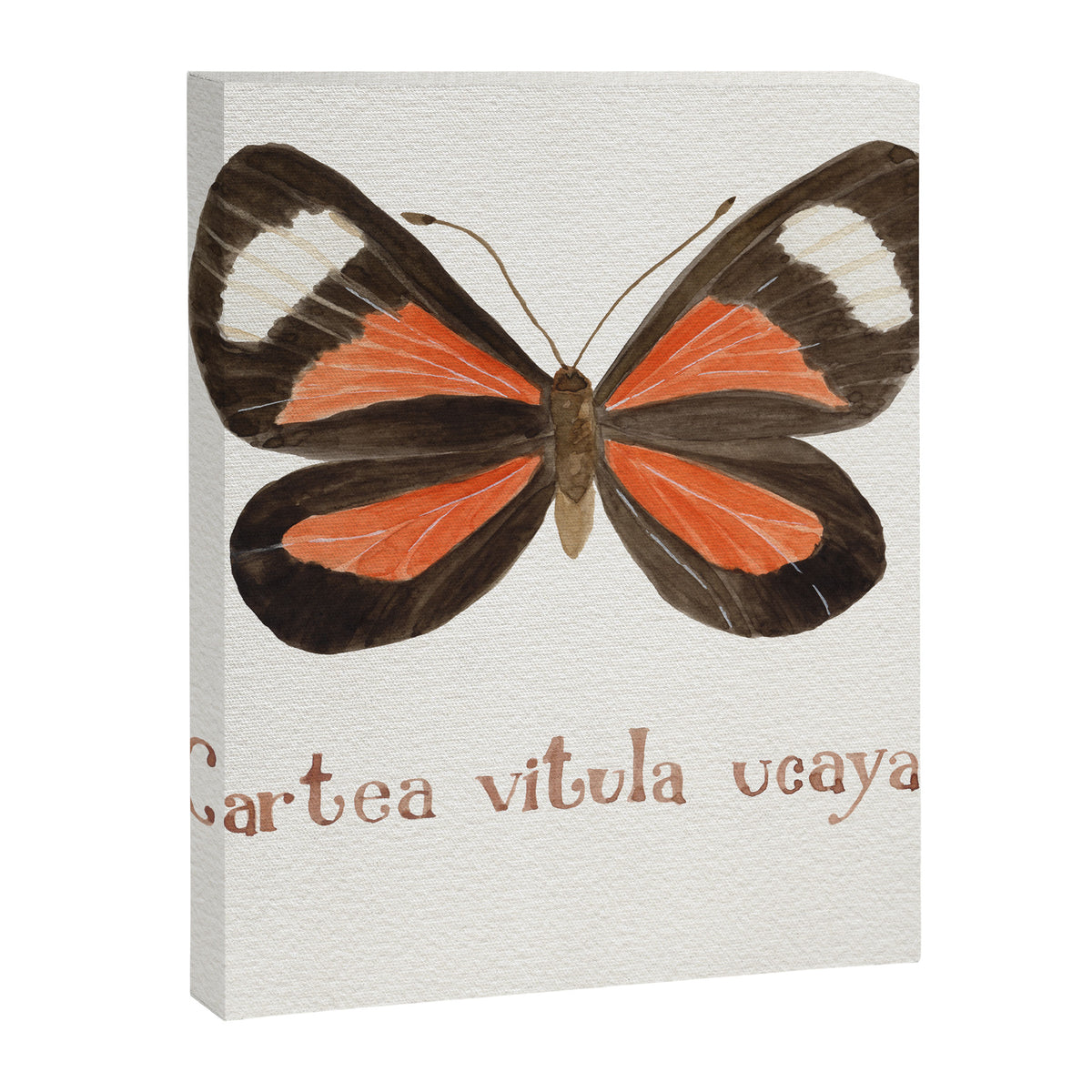 Butterfly - Cartea vitula ucayala Canvas Print Gallery Image 8