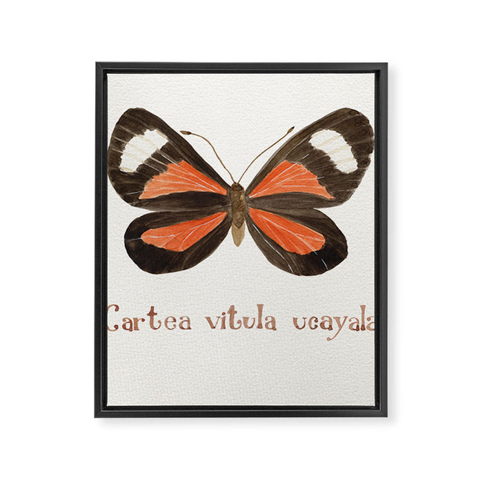 Butterfly - Cartea vitula ucayala Framed Canvas Print Gallery Image 1