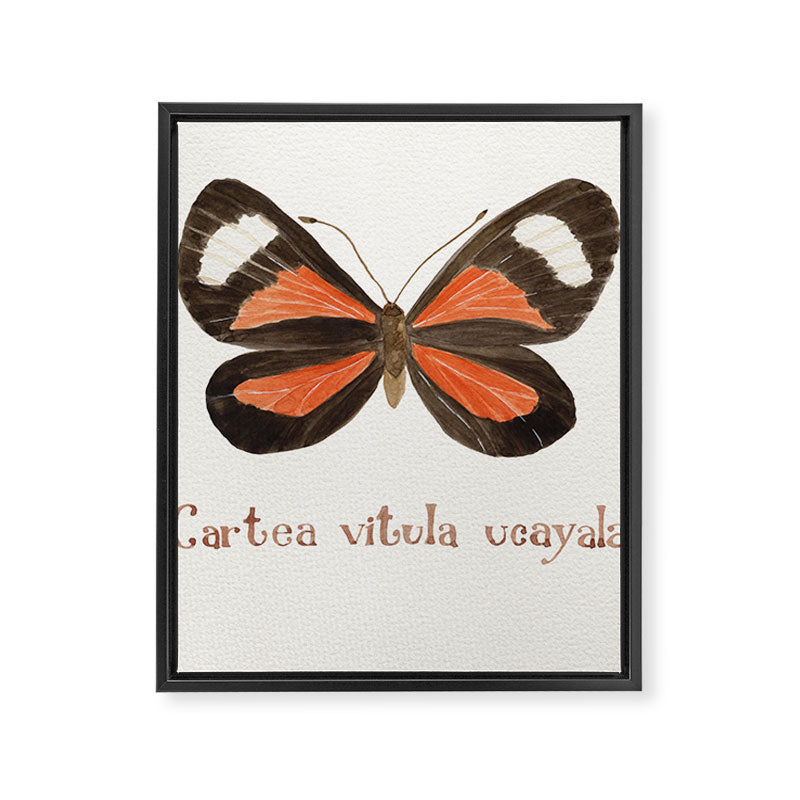 Butterfly - Cartea vitula ucayala Framed Canvas Print Gallery Image 8