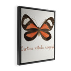 Butterfly - Cartea vitula ucayala Framed Canvas Print Gallery Image 2