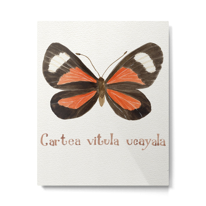Butterfly - Cartea vitula ucayala Metal Print Gallery Image 1