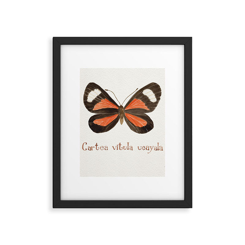 Butterfly - Cartea vitula ucayala Framed Art Print Gallery Image 6