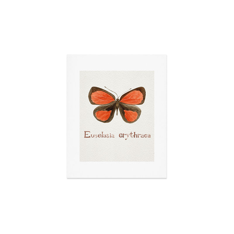 Butterfly - Euselasia erythraea Art Print Gallery Image 1