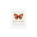 Butterfly - Euselasia erythraea Art Print Gallery Image 1