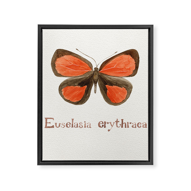 Butterfly - Euselasia erythraea Framed Canvas Print Gallery Image 8
