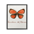 Butterfly - Euselasia erythraea Framed Canvas Print Gallery Image 8