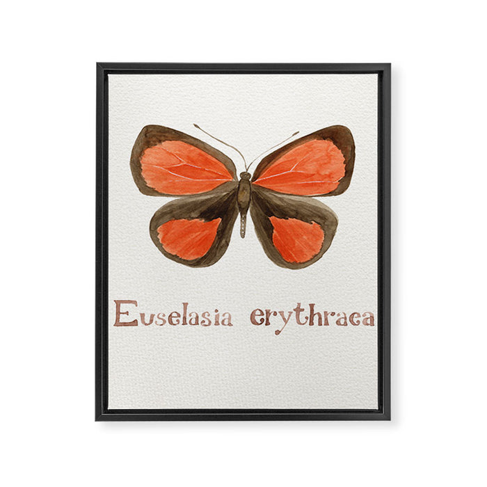Butterfly - Euselasia erythraea Framed Canvas Print Gallery Image 1