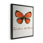 Butterfly - Euselasia erythraea Framed Canvas Print Gallery Image 2
