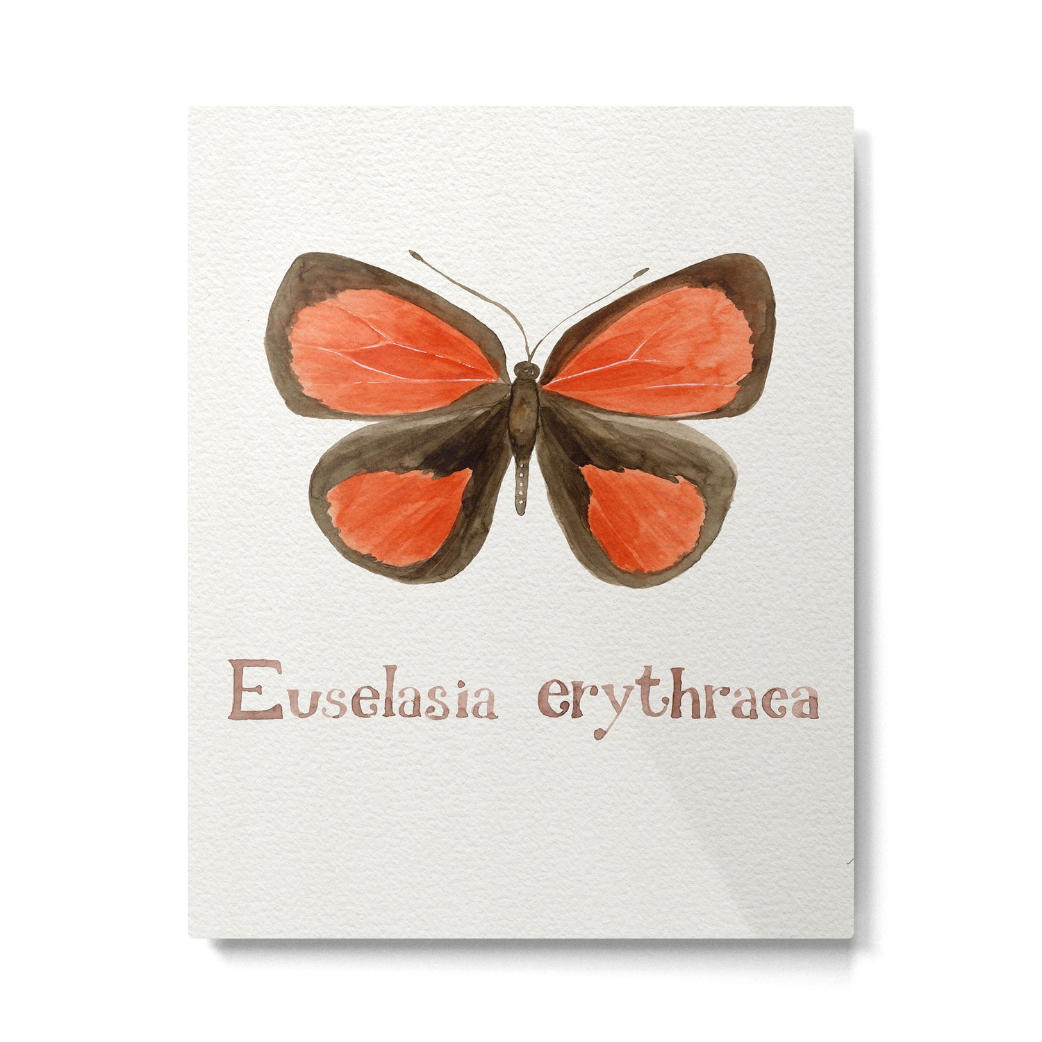 Butterfly - Euselasia erythraea Metal Print Gallery Image 6