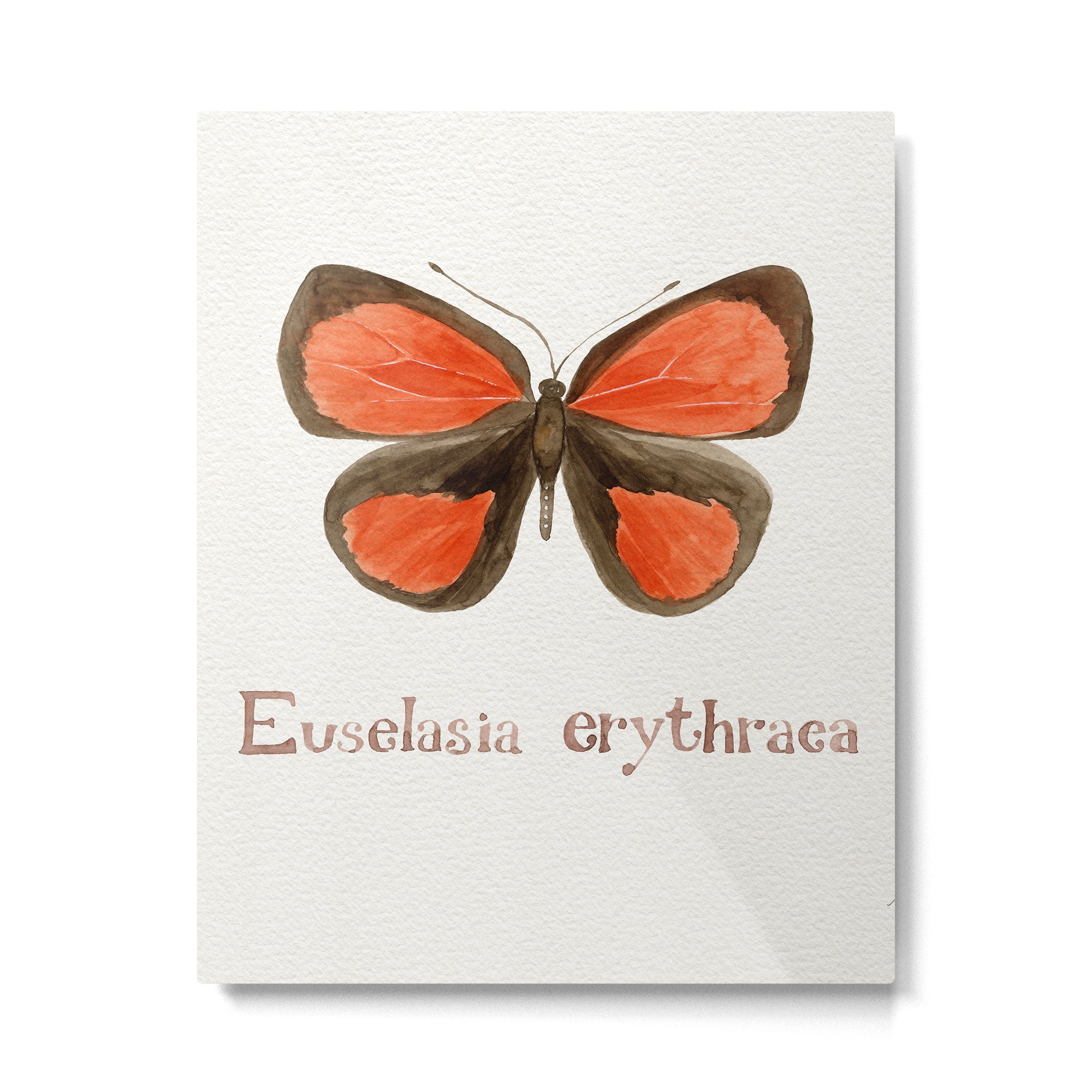 Butterfly - Euselasia erythraea Metal Print Gallery Image 6