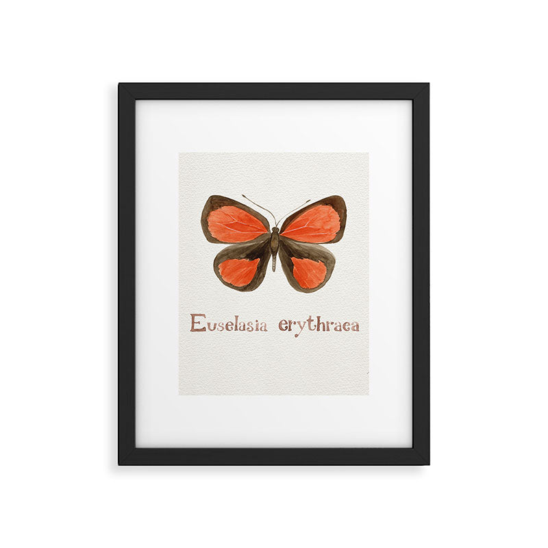 Butterfly - Euselasia erythraea Framed Art Print Gallery Image 6