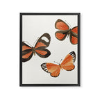 Orange Butterflies Framed Canvas Print Gallery Image 8