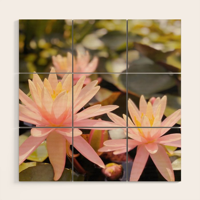 Pink Water Lily Wood Wall Art Gallery Image 1