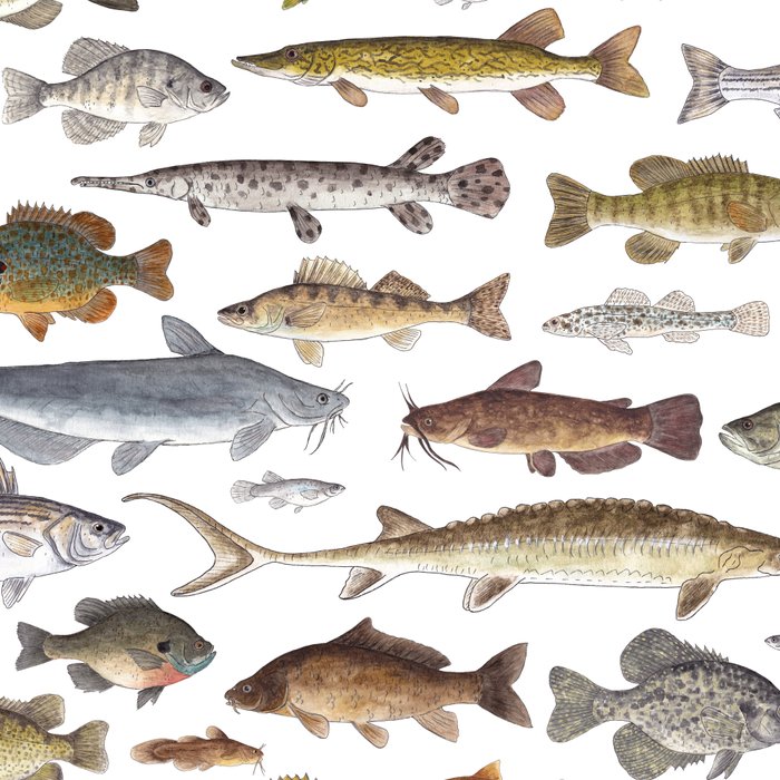 Southeast Freshwater Fish Coffee Mug Gallery Image 2