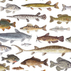 Southeast Freshwater Fish Coffee Mug Gallery Image 2