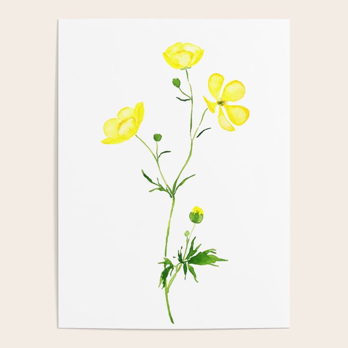 yellow buttercup flower watercolor Poster Gallery Image 4