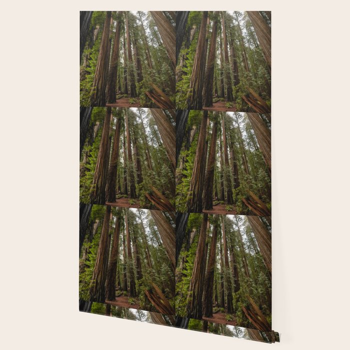 Redwood Forest Adventure VII - Nature Photography Wallpaper Gallery Image 2