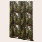 Redwood Forest Adventure VII - Nature Photography Wallpaper Gallery Image 2