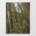 Redwood Forest Adventure VII - Nature Photography Notebook Gallery Image 4