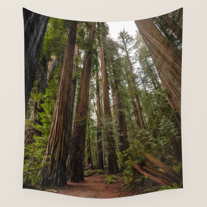 Redwood Forest Adventure VII - Nature Photography Wall Tapestry Gallery Image 4