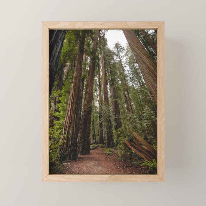 Redwood Forest Adventure VII - Nature Photography Mini Art Print Gallery Image 1