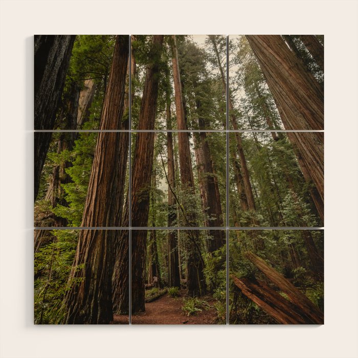 Redwood Forest Adventure VII - Nature Photography Wood Wall Art Gallery Image 1