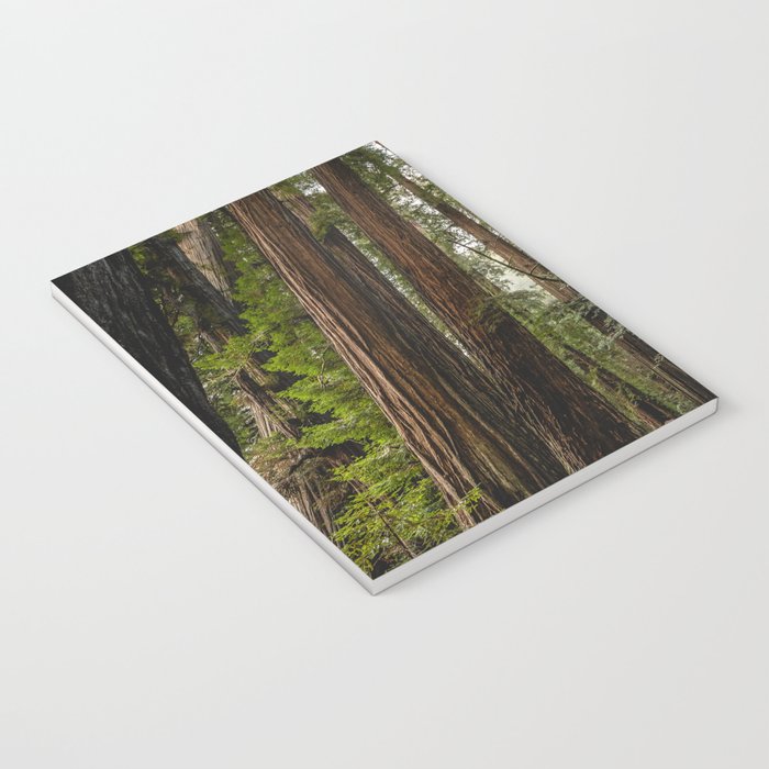 Redwood Forest Adventure VII - Nature Photography Notebook Gallery Image 3